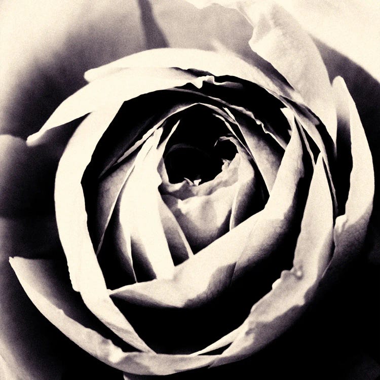 Mono Rose I