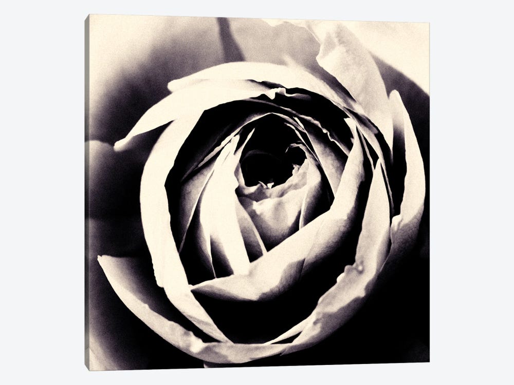 Mono Rose I by Sarah Morton 1-piece Art Print