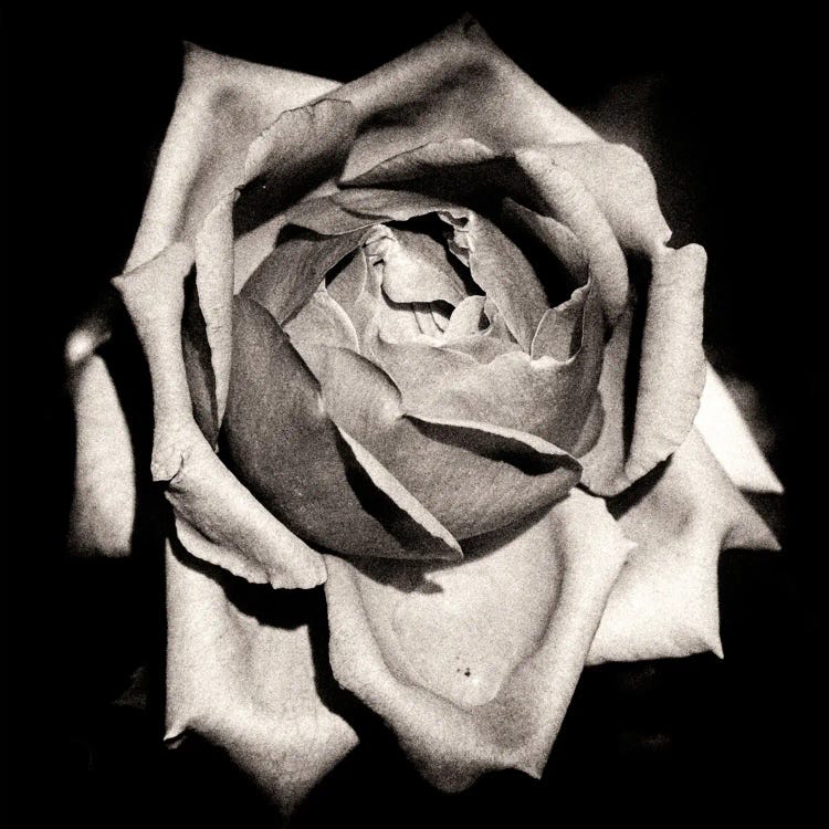 Mono Rose II