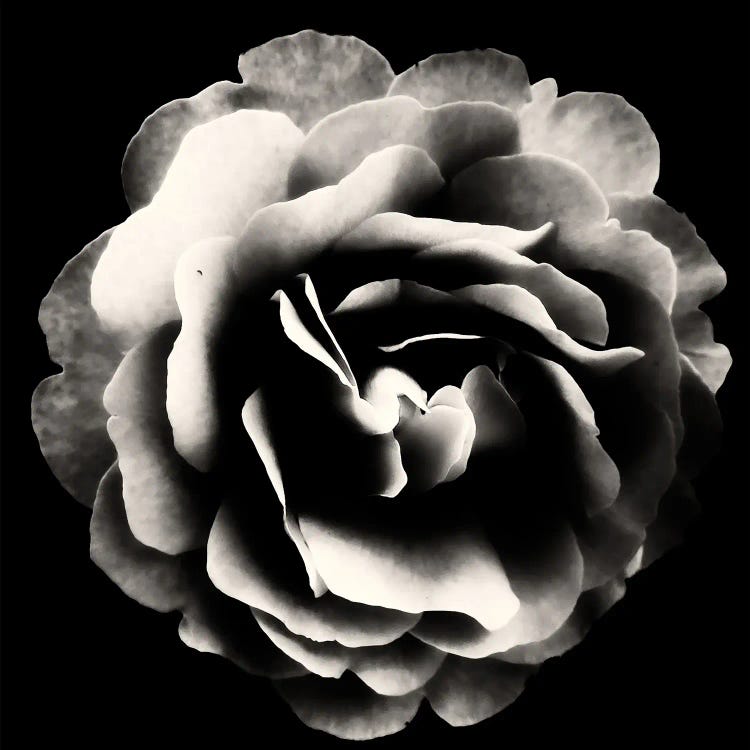 Mono Rose III