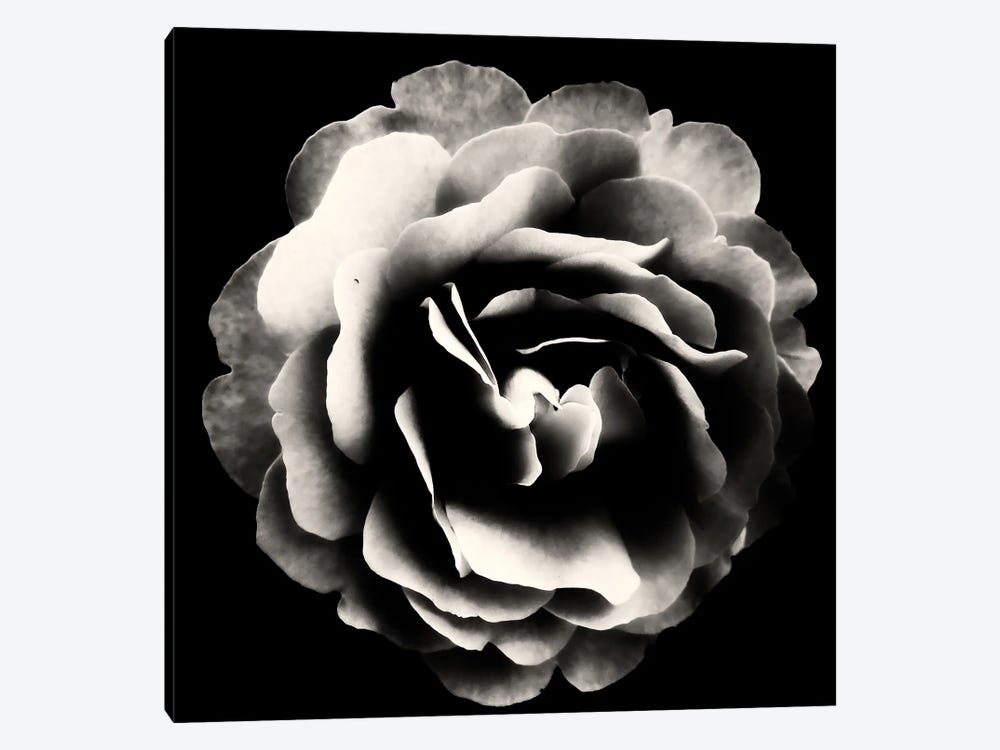 Mono Rose III by Sarah Morton 1-piece Art Print