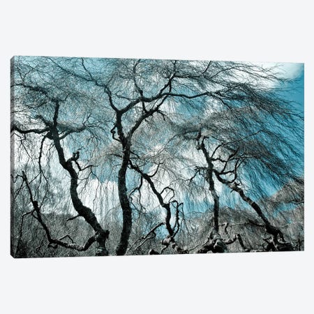Ghost Trees Canvas Print #SMF78} by Sarah Morton Canvas Art Print
