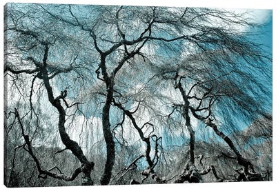 Ghost Trees Canvas Art Print - Sarah Morton