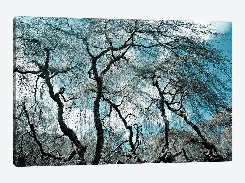Ghost Trees by Sarah Morton 1-piece Canvas Wall Art