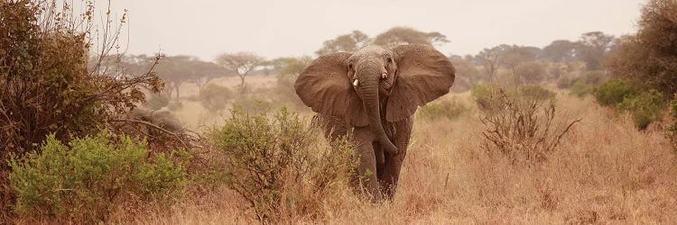 Elephant In The Savannah