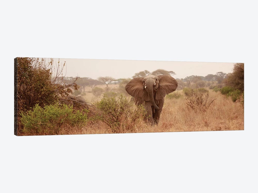 Elephant In The Savannah by Susan Michal 1-piece Canvas Wall Art