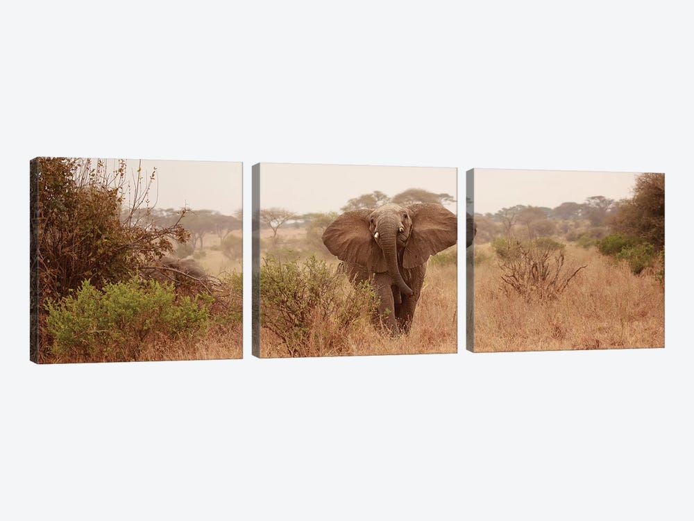Elephant In The Savannah by Susan Michal 3-piece Canvas Wall Art