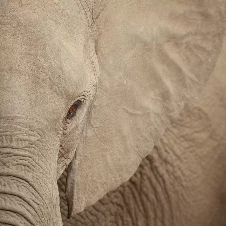 Elephant Up Close