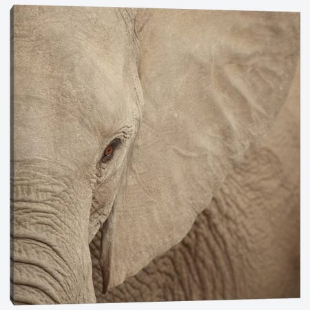 Elephant Up Close Canvas Print #SMI11} by Susan Michal Canvas Wall Art