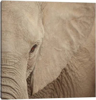 Elephant Up Close Canvas Art Print - Susan Michal