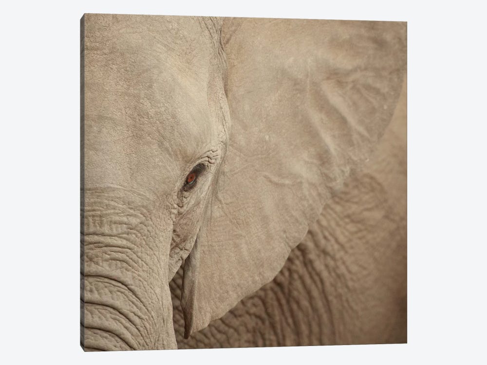 Elephant Up Close by Susan Michal 1-piece Art Print