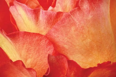 Fire by Susan Michal framed wall art