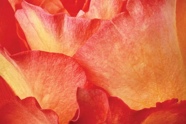 Macro Photography: Fire by Susan Michal