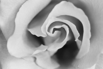 Gentle Rose by Susan Michal framed wall art