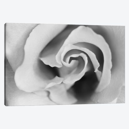 Gentle Rose Canvas Print #SMI13} by Susan Michal Canvas Artwork