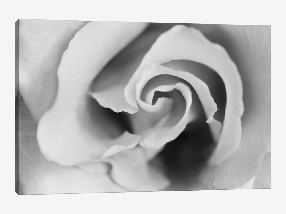 Gentle Rose by Susan Michal 1-piece Canvas Art Print