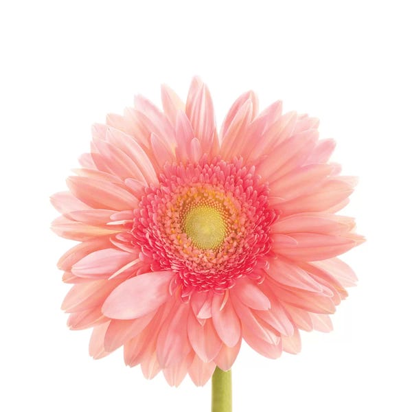 Minimalist Photography: Gerbera Daisy by Susan Michal