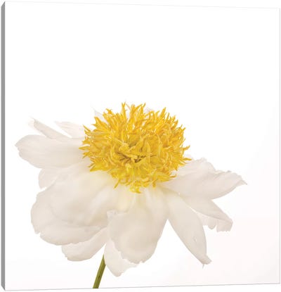 Gold Standard Peony Canvas Art Print - Minimalist Flowers