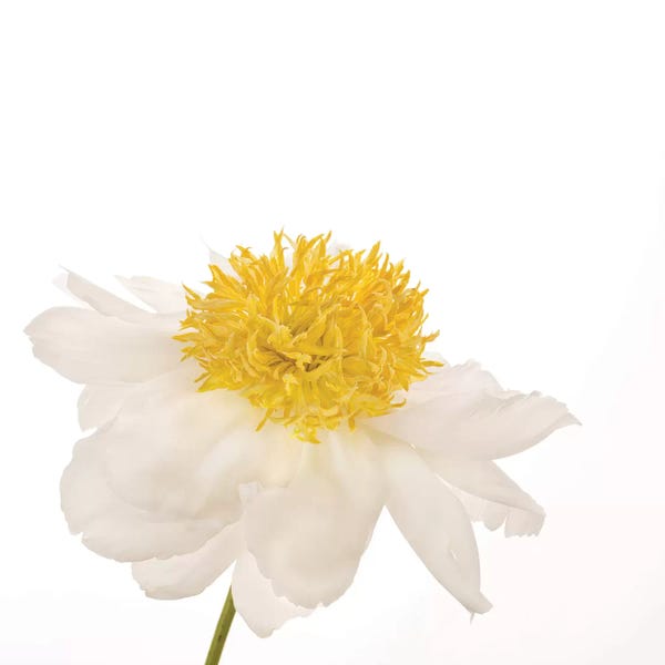 Minimalist Photography: Gold Standard Peony by Susan Michal