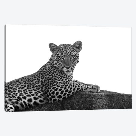 Leopard In Black & White Canvas Print #SMI16} by Susan Michal Canvas Art Print