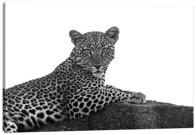 Leopard In Black & White Canvas Art Print - Leopard Art