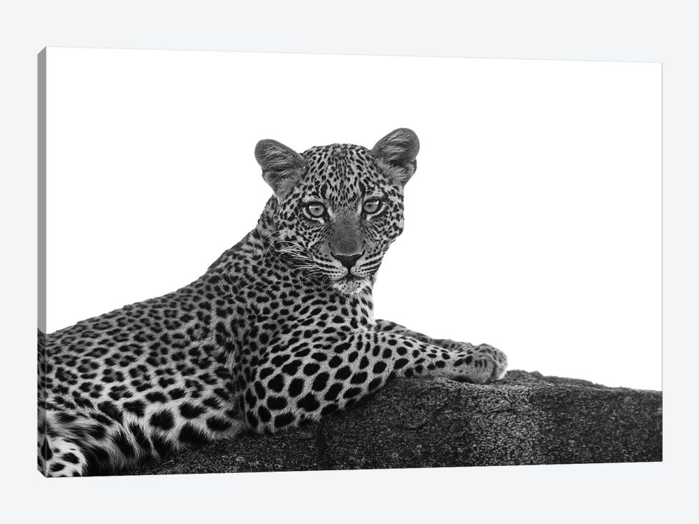 Leopard In Black & White by Susan Michal 1-piece Canvas Art
