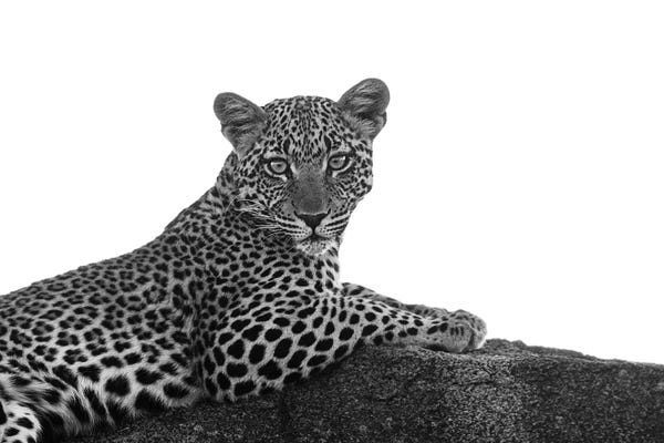 Leopards: Leopard In Black & White by Susan Michal