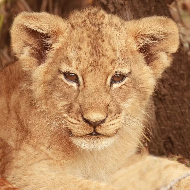 Lion Cub