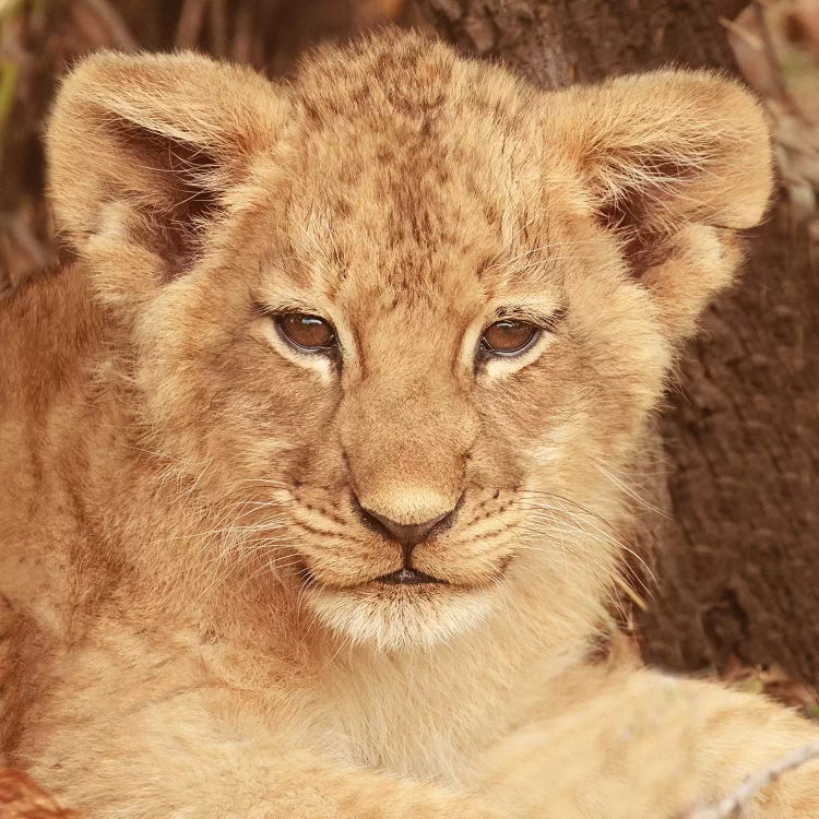 Lion Cub by Susan Michal wall art