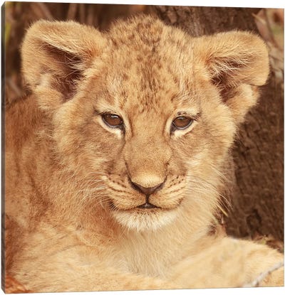 Lion Cub Canvas Art Print - Susan Michal