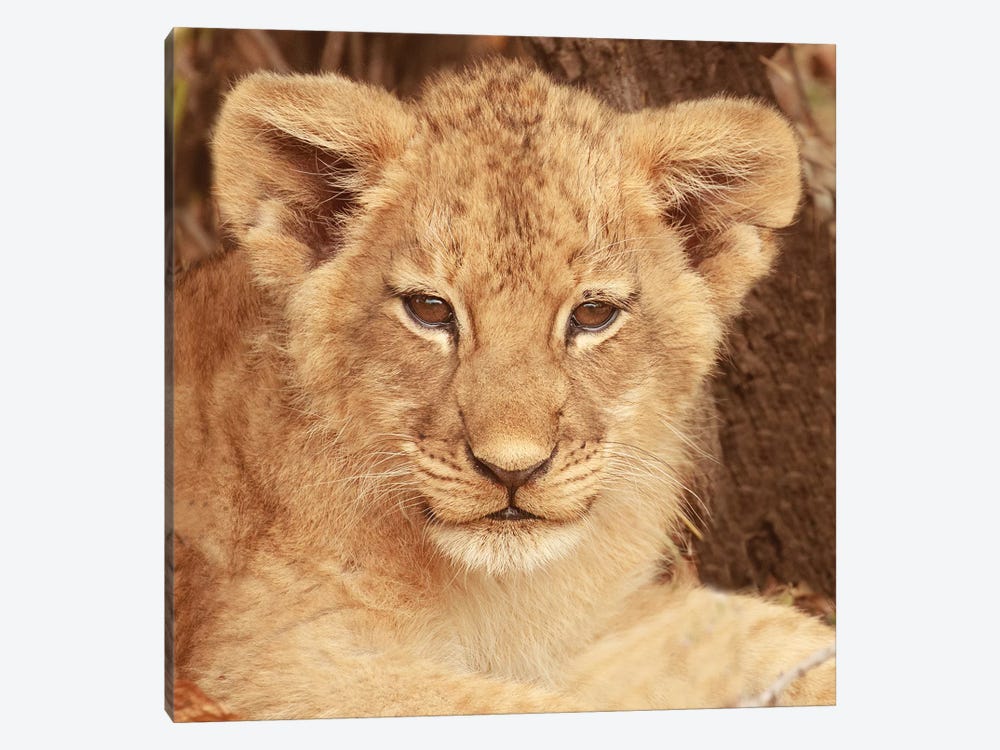 Lion Cub by Susan Michal 1-piece Art Print
