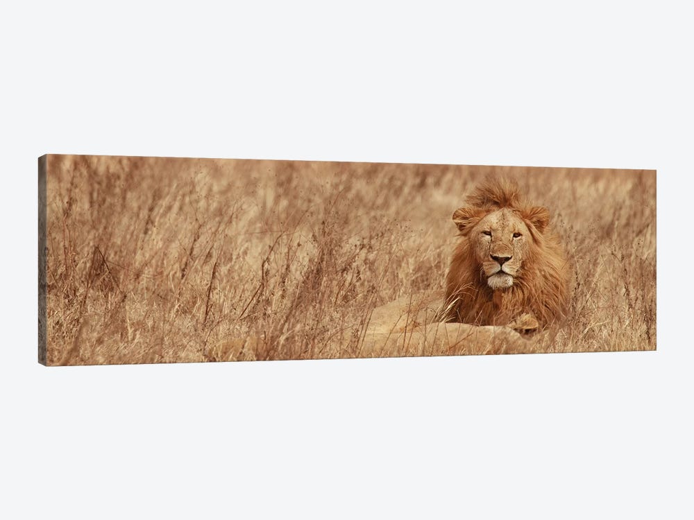 Majestic Lion by Susan Michal 1-piece Art Print