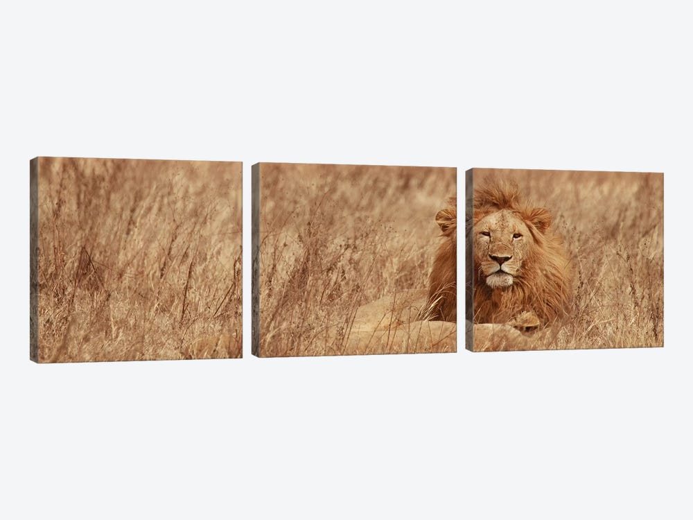 Majestic Lion by Susan Michal 3-piece Canvas Print