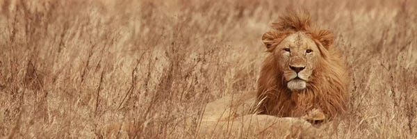 Majestic Lion