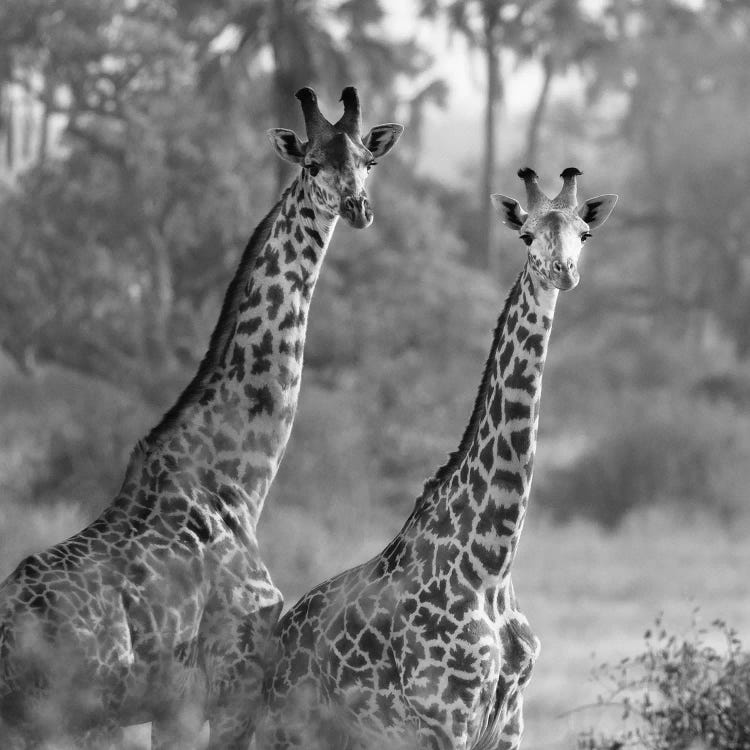 A Pair Of Giraffes