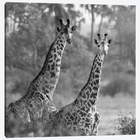 A Pair Of Giraffes Canvas Print #SMI1} by Susan Michal Canvas Wall Art