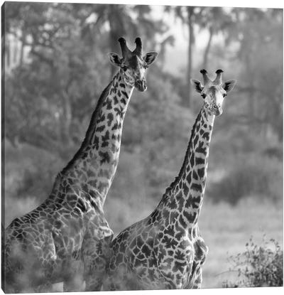 A Pair Of Giraffes Canvas Art Print - Susan Michal
