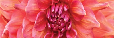 Perfect Dahlia by Susan Michal multi panel art