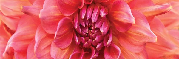 Dahlias: Perfect Dahlia by Susan Michal