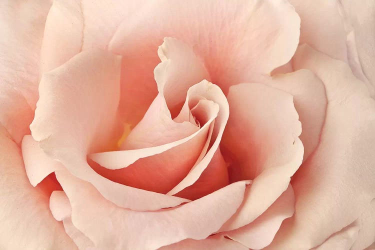 Rosa by Susan Michal wall art
