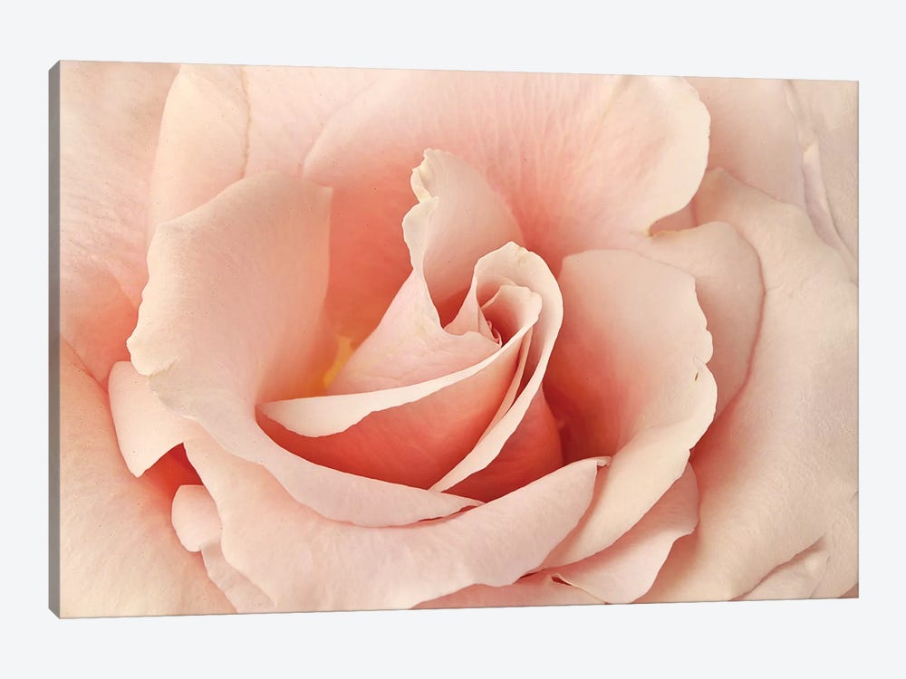 Rosa by Susan Michal 1-piece Canvas Wall Art
