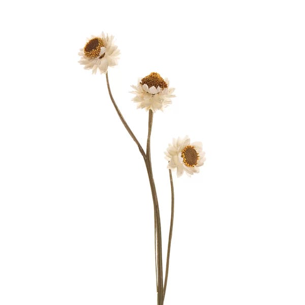 Japandi: Strawflower by Susan Michal