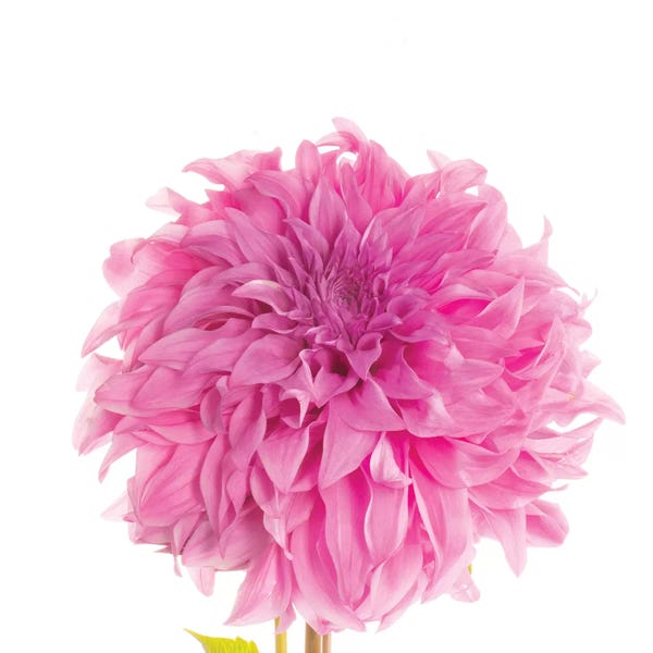 Dahlias: Swan Island Dahlia by Susan Michal