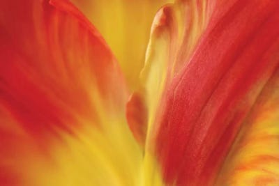 Tulipa by Susan Michal framed wall art