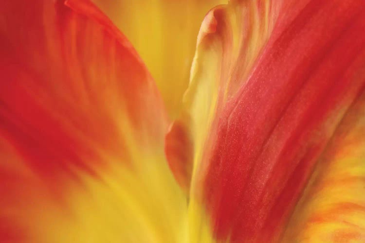 Tulipa by Susan Michal wall art
