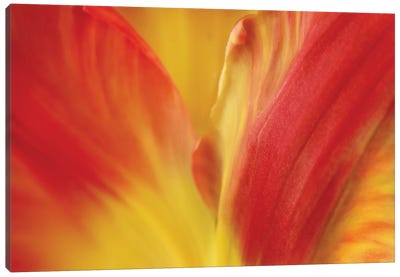 Tulipa Canvas Art Print - Susan Michal