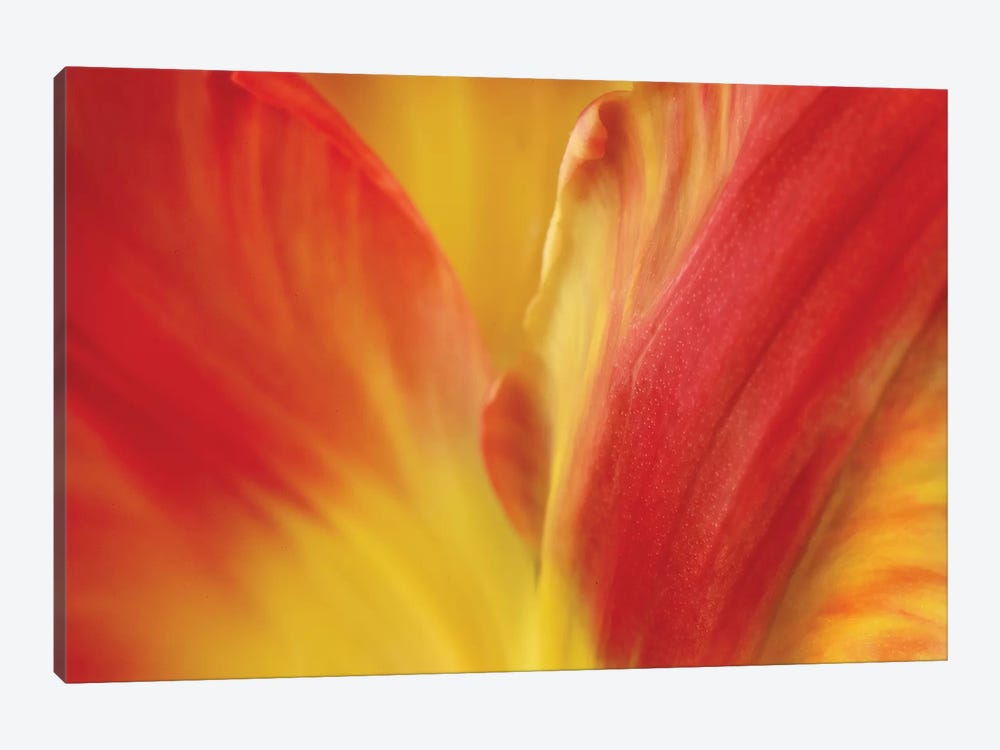 Tulipa by Susan Michal 1-piece Canvas Art Print