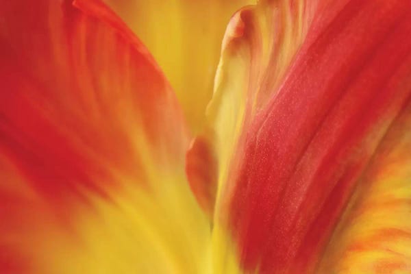 Tulipa