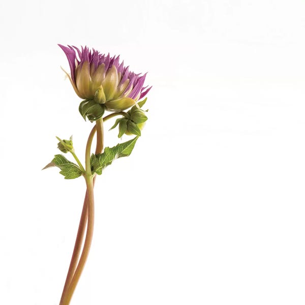 Minimalist Photography: Vera Dahlia by Susan Michal