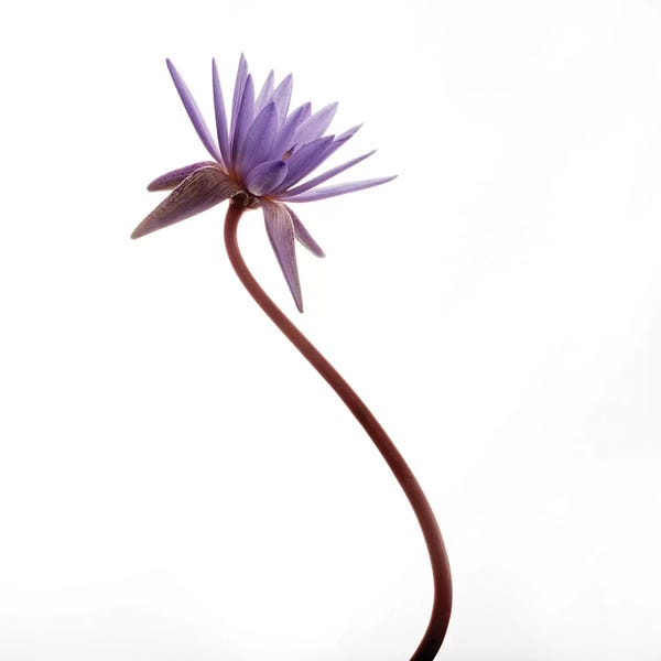 Minimalist Photography: Water Lily by Susan Michal